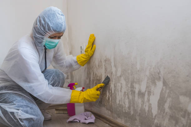 Best Mold Cleaning Services  in Mvell, AR
