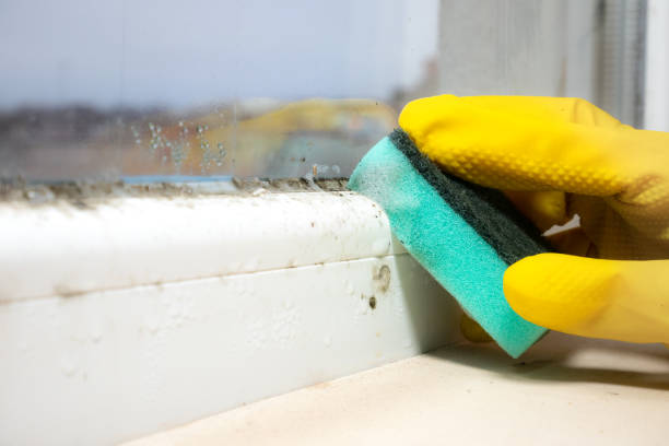 Professional Mold Removal in Marvell, AR