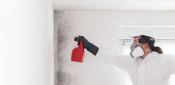Best Mold Damage Repair  in Mvell, AR