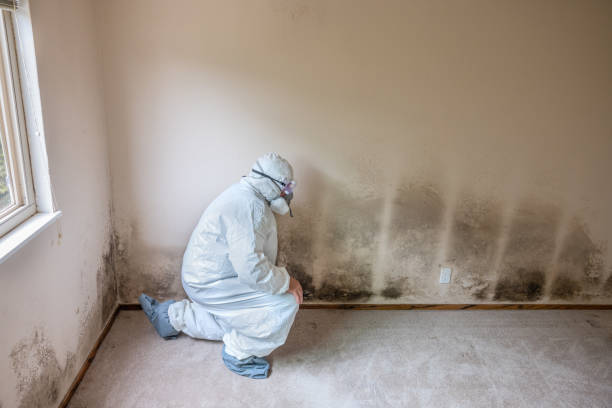 Best Black Mold Removal  in Mvell, AR