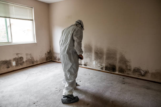Best Commercial Mold Removal  in Mvell, AR