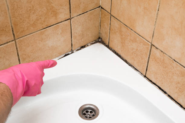 Best Mold Remediation  in Mvell, AR